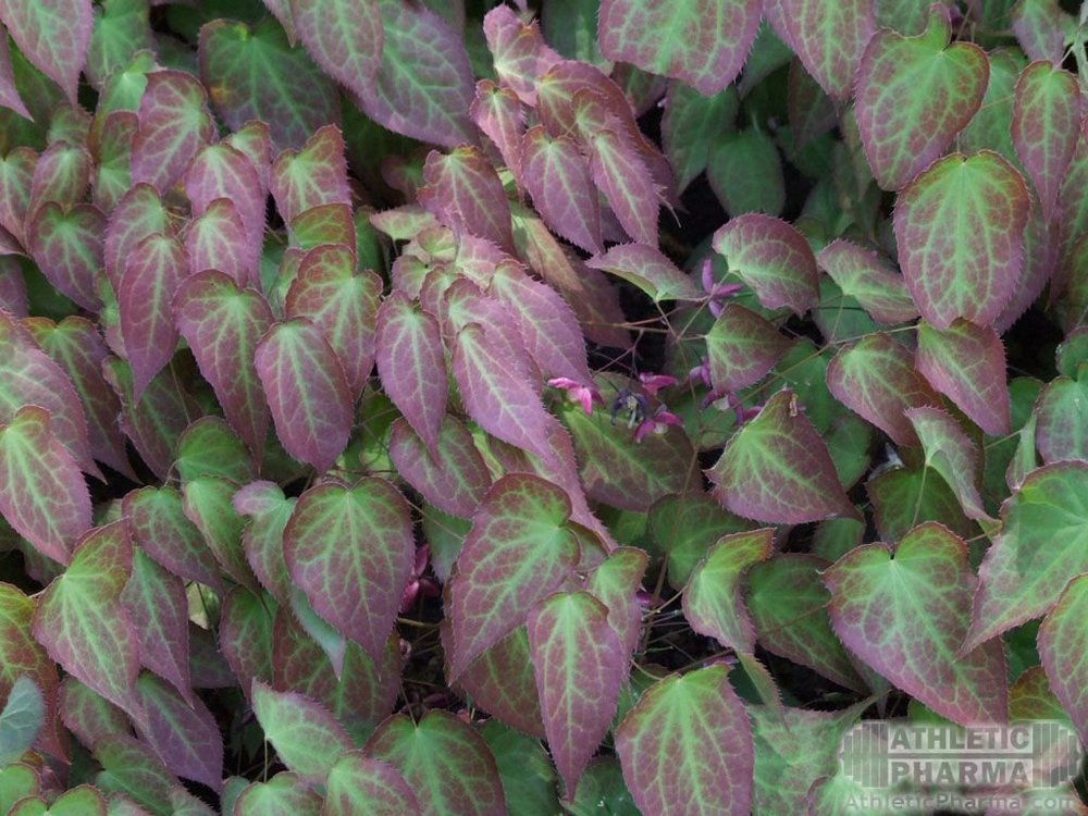 Epimedium источник икариина